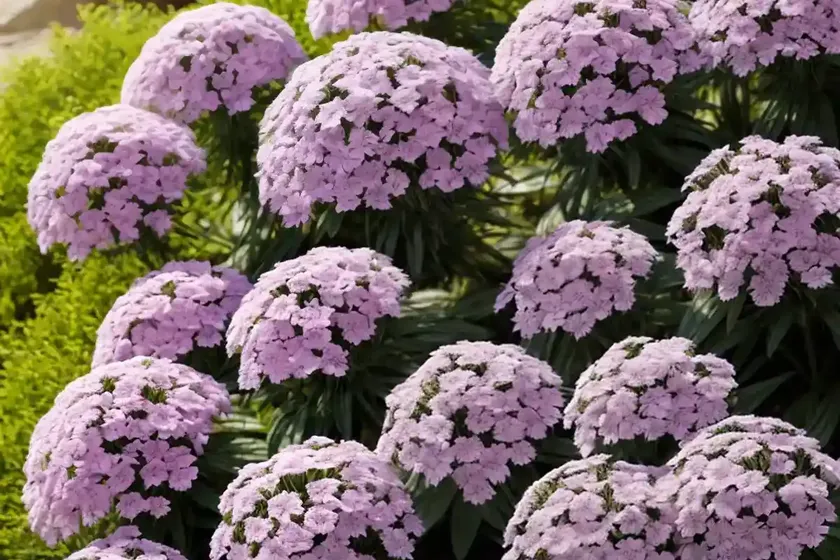 Drummond’s phlox (phlox drummondii) — photo 3