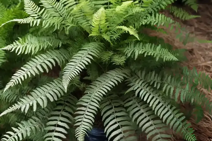 Dryopteris arguta (coastal wood fern) — photo 2