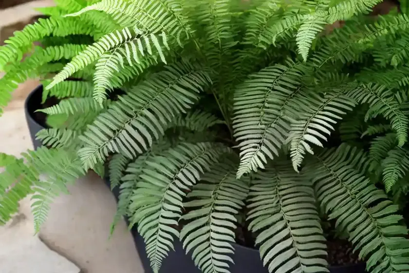 Dryopteris arguta (coastal wood fern) — photo 3