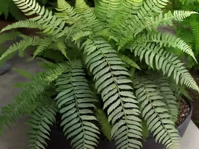 Dryopteris Arguta (Coastal Wood Fern)