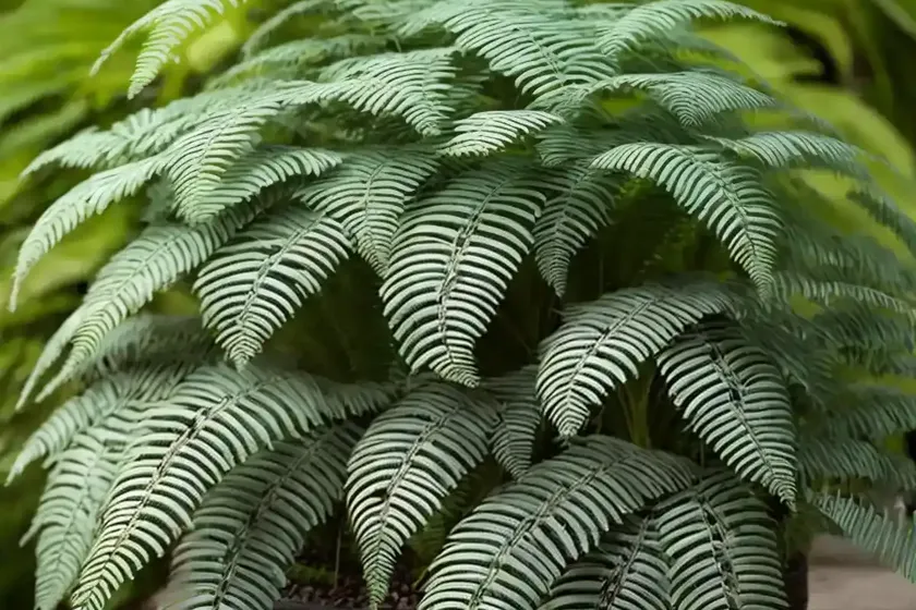 Dryopteris cycadina (shaggy wood fern) — photo 3