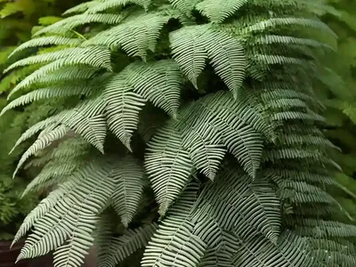 Dryopteris Cycadina (Shaggy Wood Fern)