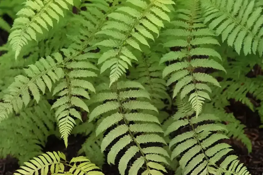 Dryopteris erythrosora (autumn fern) — photo 2