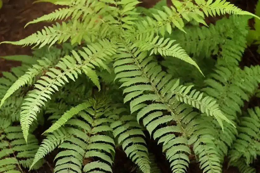 Dryopteris erythrosora (autumn fern) — photo 3