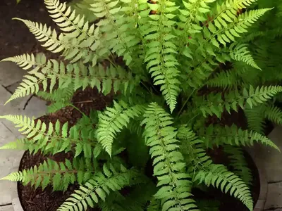 Dryopteris Erythrosora (Autumn Fern)