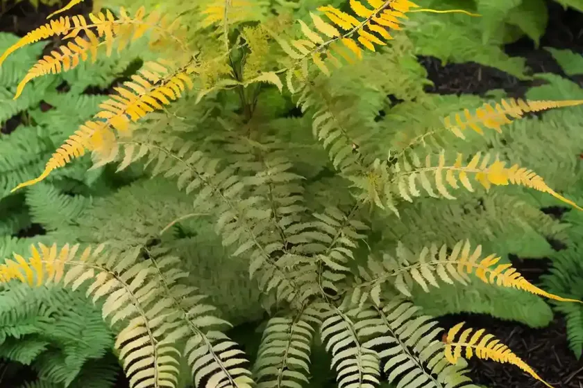 Dryopteris erythrosora ‘brilliance’ (autumn fern) — photo 2