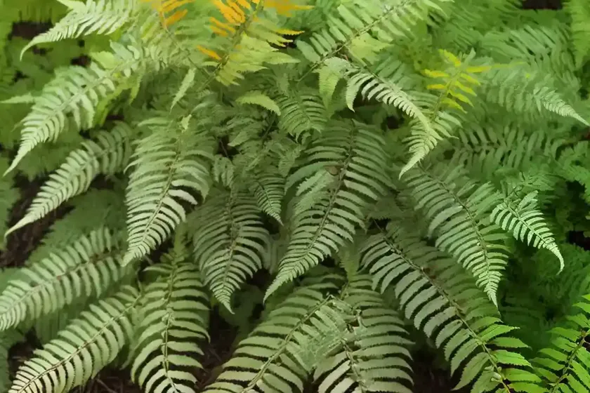 Dryopteris erythrosora ‘brilliance’ (autumn fern) — photo 3