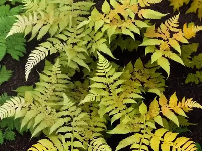 Dryopteris Erythrosora ‘Brilliance’ (Autumn Fern)