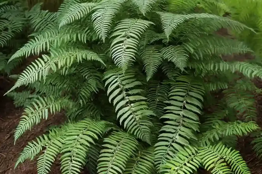 Dryopteris expansa (spreading wood fern) — photo 3