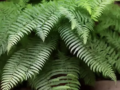 Dryopteris Expansa (Spreading Wood Fern)