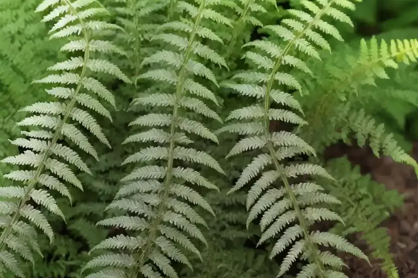 Dryopteris filix-mas (male fern) — photo 2