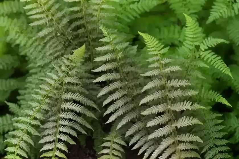 Dryopteris filix-mas (male fern) — photo 3