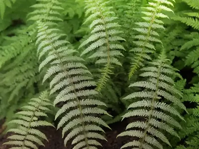 Dryopteris Filix-mas (Male Fern)