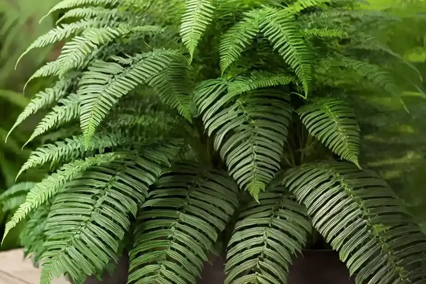 Dryopteris Goldieana (Giant Wood Fern) — photo 2