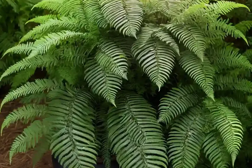 Dryopteris Goldieana (Giant Wood Fern) — photo 3