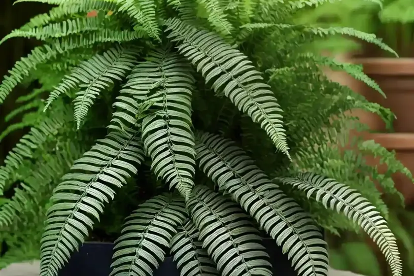 Dryopteris intermedia (intermediate wood fern) — photo 2