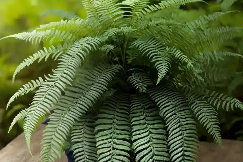 Dryopteris intermedia (intermediate wood fern) — photo 3