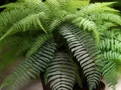 Dryopteris Intermedia (Intermediate Wood Fern)