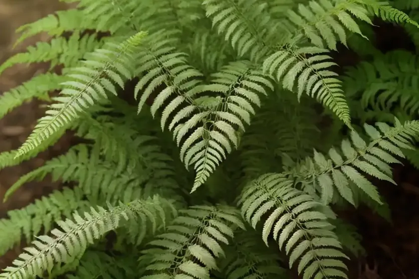 Dryopteris ludoviciana (southern wood fern) — photo 2
