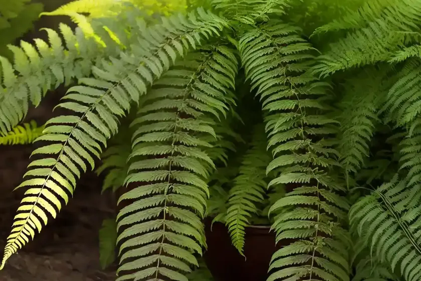 Dryopteris ludoviciana (southern wood fern) — photo 3