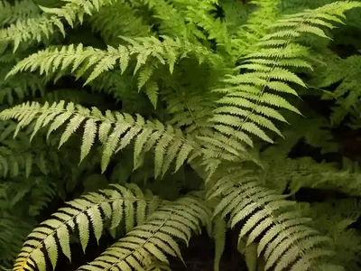 Dryopteris Ludoviciana (Southern Wood Fern)