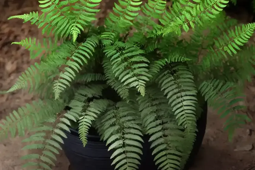 Dryopteris marginalis (marginal wood fern) — photo 2