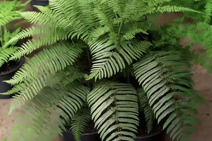 Dryopteris marginalis (marginal wood fern) — photo 3