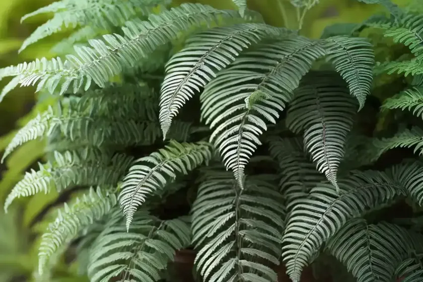 Dryopteris wallichiana (alpine wood fern) — photo 2