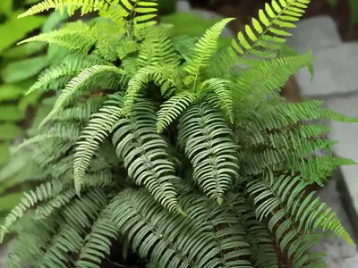 Dryopteris Wallichiana (Alpine Wood Fern)