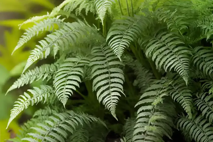 Dryopteris wallichiana jurassic gold (alpine wood fern) — photo 2