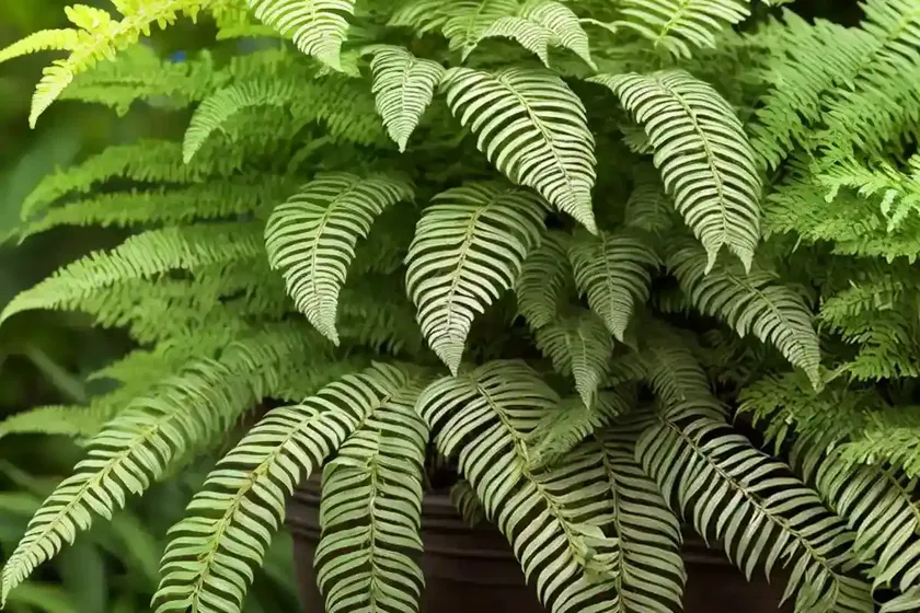 Dryopteris wallichiana jurassic gold (alpine wood fern) — photo 3