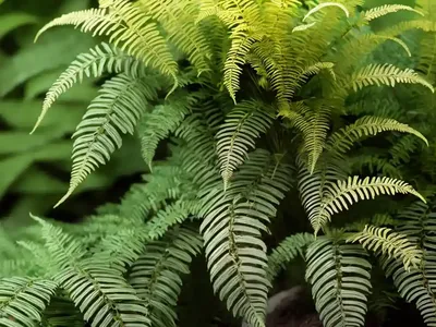 Dryopteris Wallichiana Jurassic Gold (Alpine Wood Fern)