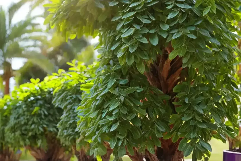 Duranta erecta (duranta erecta) — photo 2