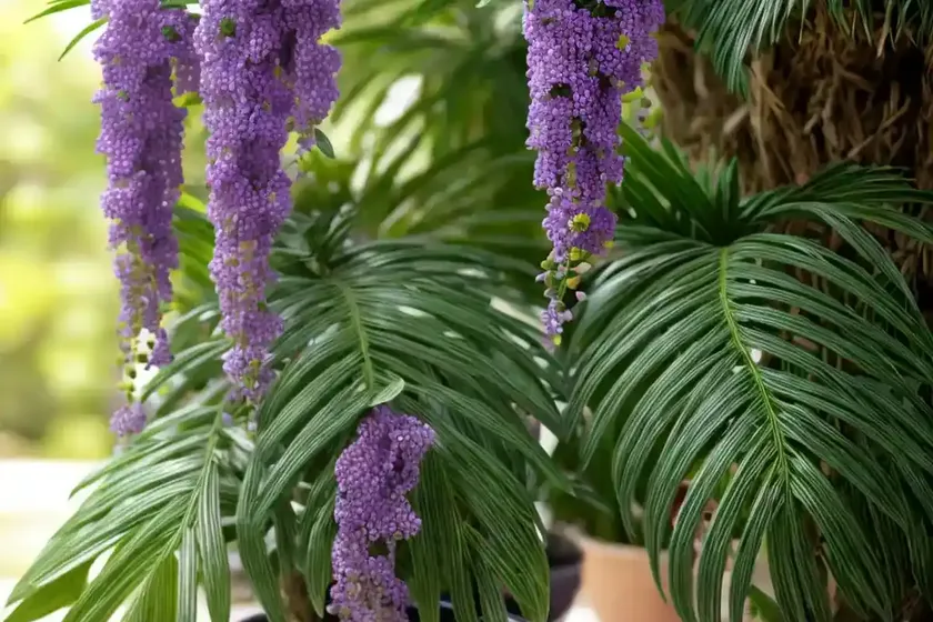 Duranta erecta (duranta erecta) — photo 3