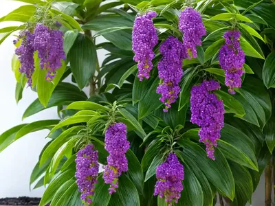 Duranta Erecta (Duranta Erecta)