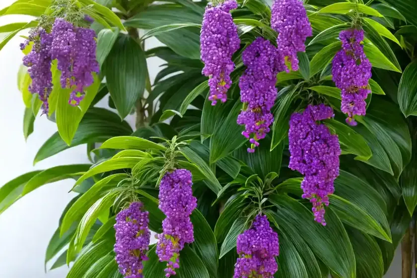 Duranta erecta (duranta erecta)