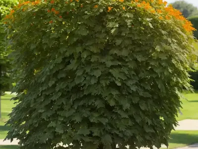 Dutch Elm (Ulmus X Hollandica ‘Jacqueline Hillier’)