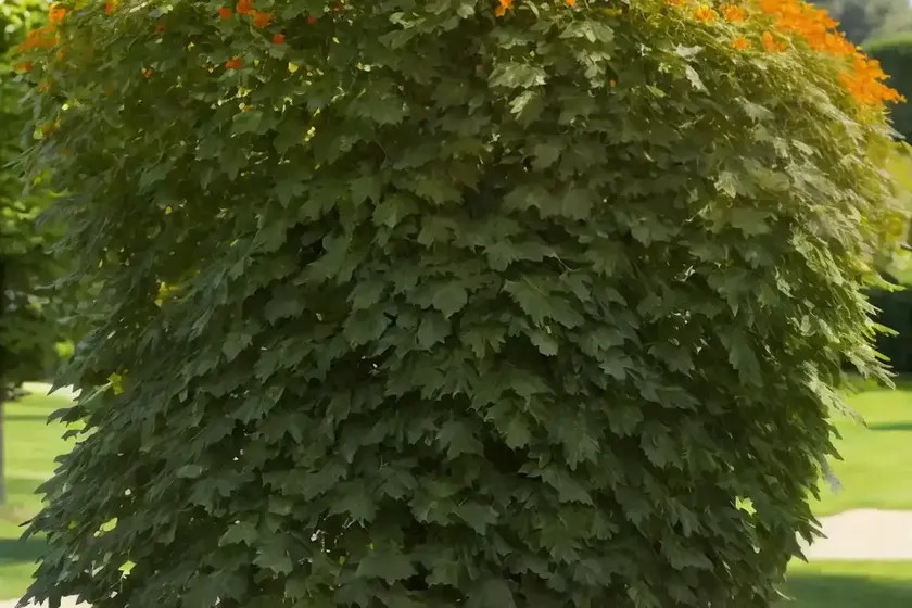 Dutch elm (ulmus x hollandica ‘jacqueline hillier’)
