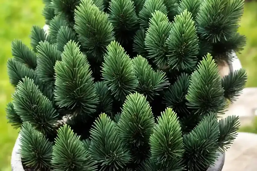 Dwarf Alberta Spruce (Picea Glauca ‘Conica’) — photo 2