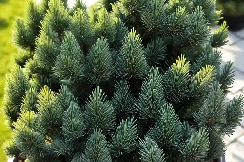Dwarf Alberta Spruce (Picea Glauca ‘Conica’) — photo 3