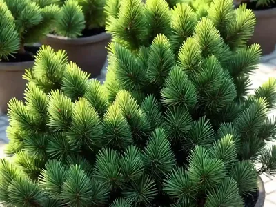 Dwarf Alberta Spruce (Picea Glauca ‘Conica’)