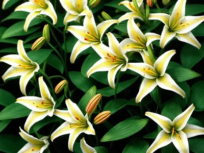 Dwarf Asiatic Hybrid Lilies ‘� Pixie Series)