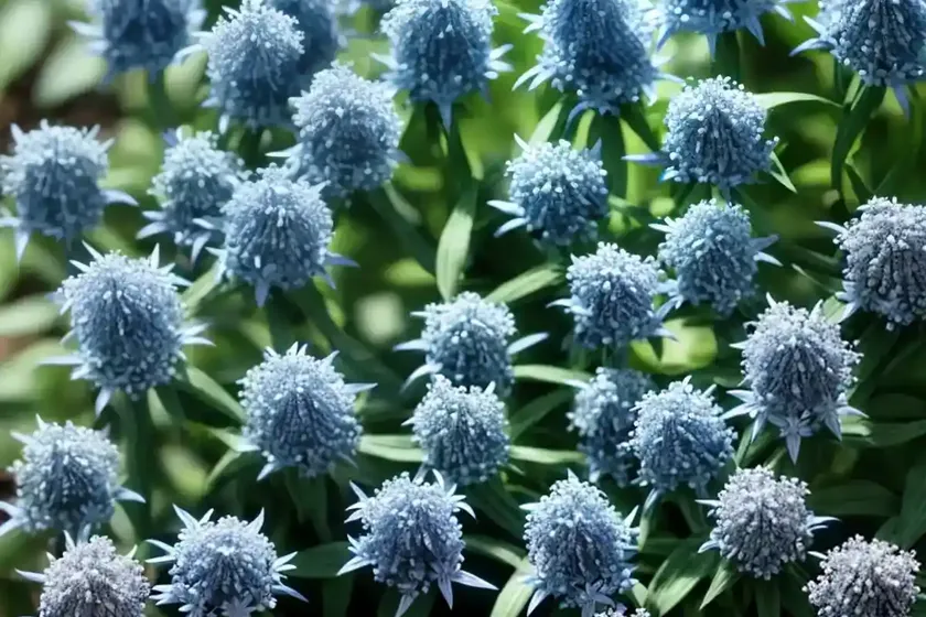 Dwarf blue star (amsonia tabernaemontana ‘short stack’) — photo 2