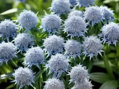Dwarf Blue Star (Amsonia Tabernaemontana ‘Short Stack’)