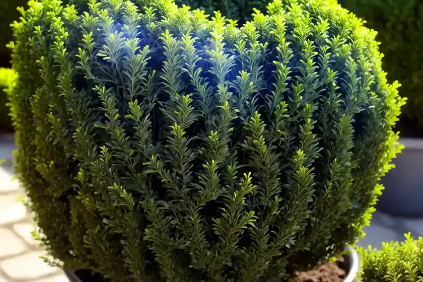 Dwarf boxwoods (buxus microphylla ‘sprinter’) — photo 2