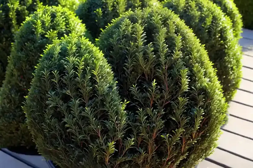 Dwarf boxwoods (buxus microphylla ‘sprinter’) — photo 3