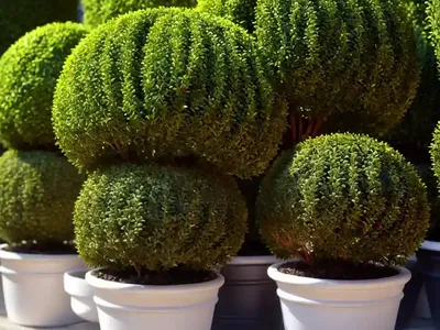 Dwarf Boxwoods (Buxus Microphylla ‘Sprinter’)