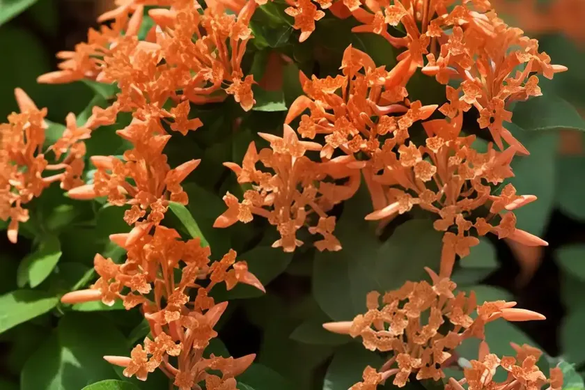Dwarf bush-honeysuckle (diervilla ‘copper’) — photo 2