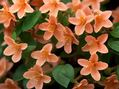 Dwarf Bush-honeysuckle (Diervilla ‘Copper’)