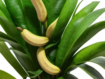 Dwarf Cavendish Banana (Musa Acuminata ‘Dwarf Cavendish’)